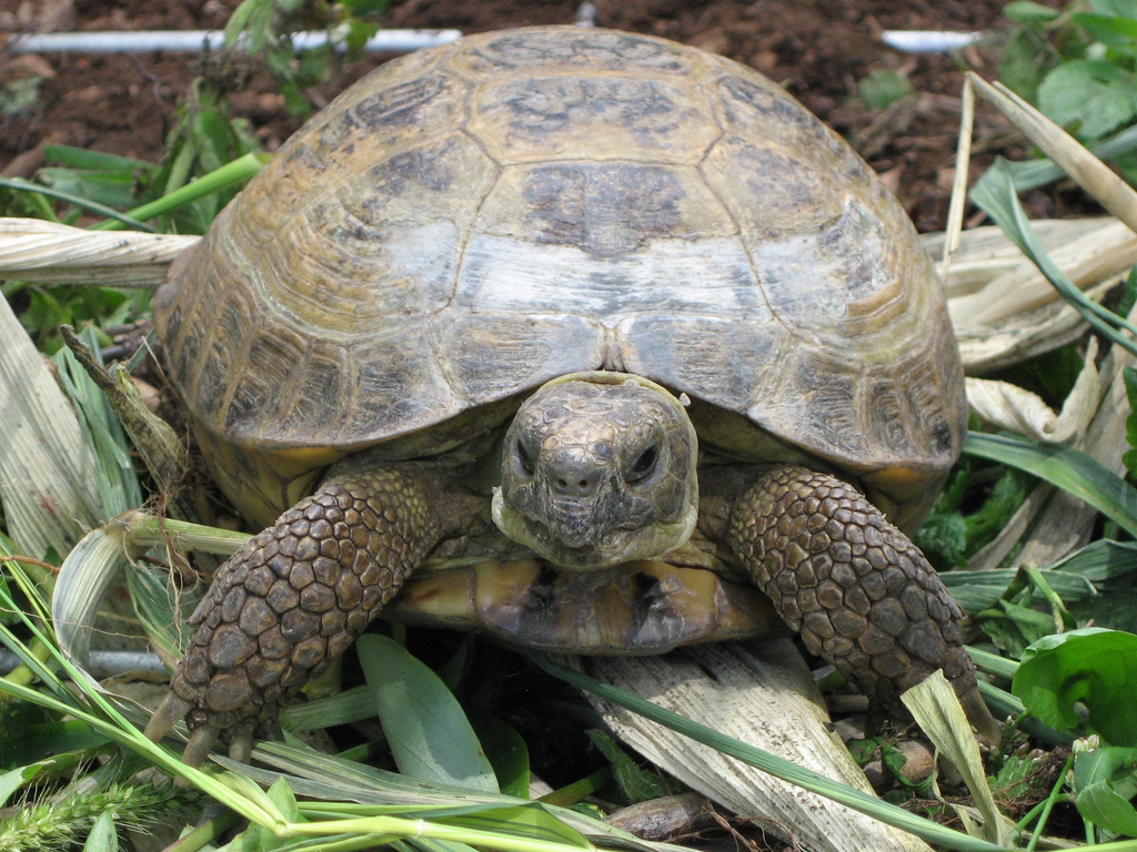 Définition Tortue de Horsfield Tortue russe Tortue des steppes